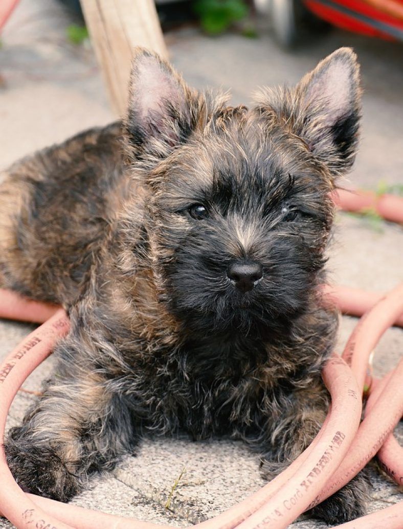 Cairn Terrier