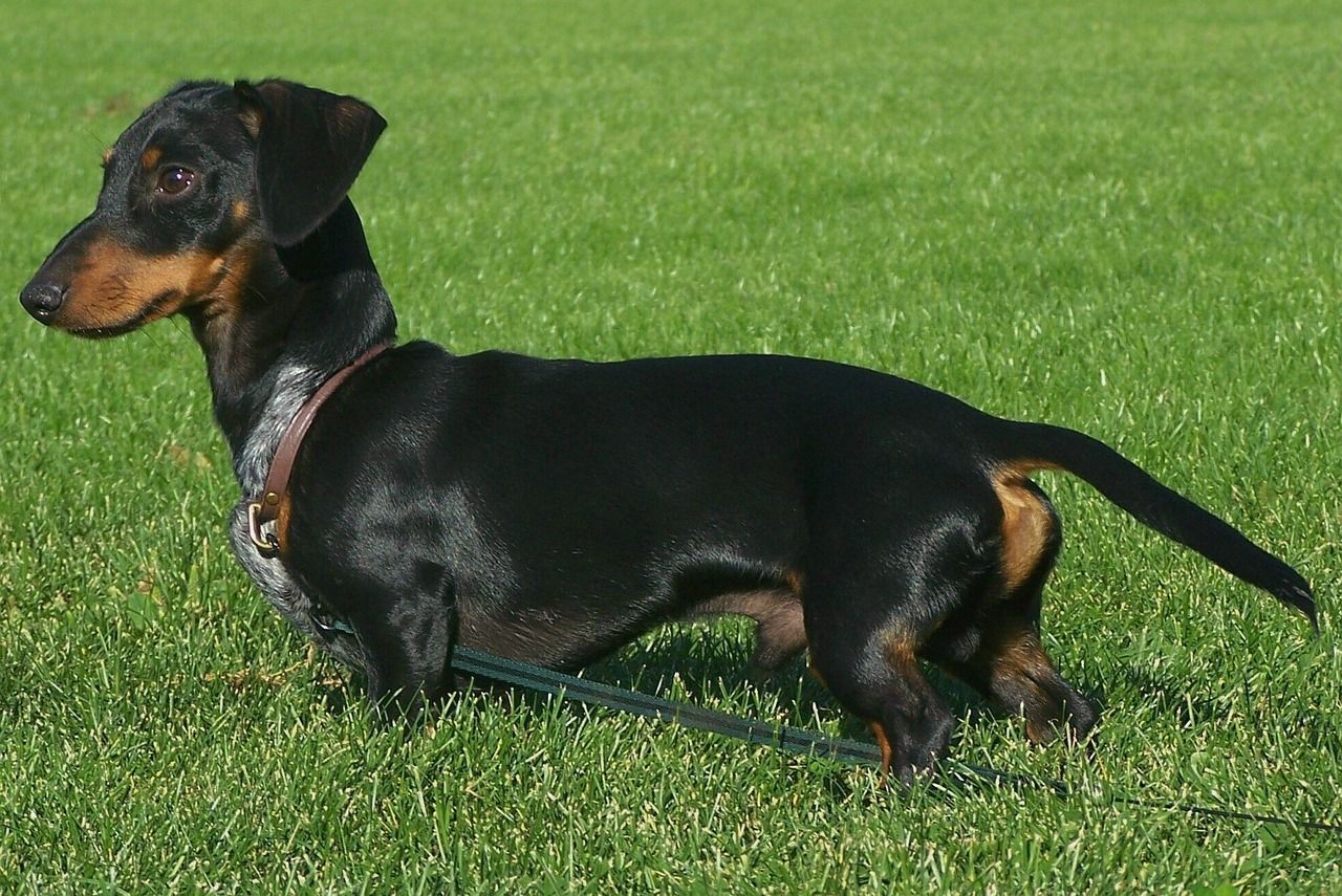 teckel standard