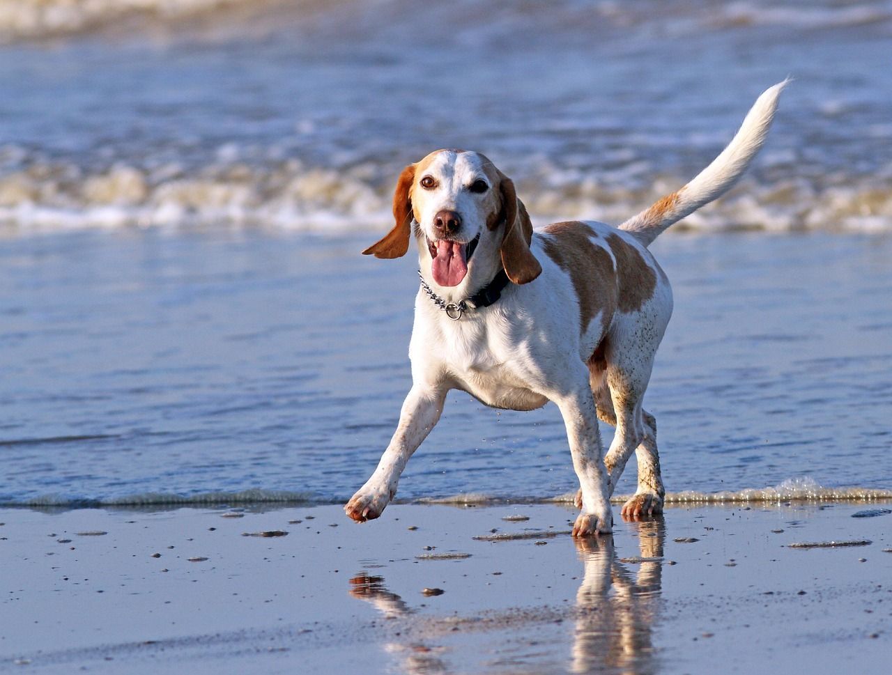 chien Beagle sur la plage