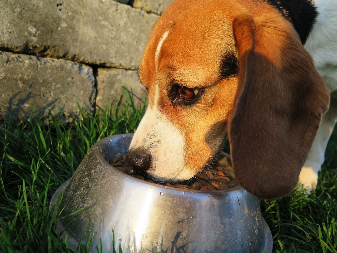 chien Beagle manger