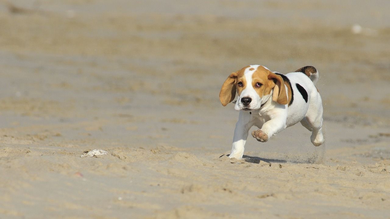 chien Beagle en cours d'exécution