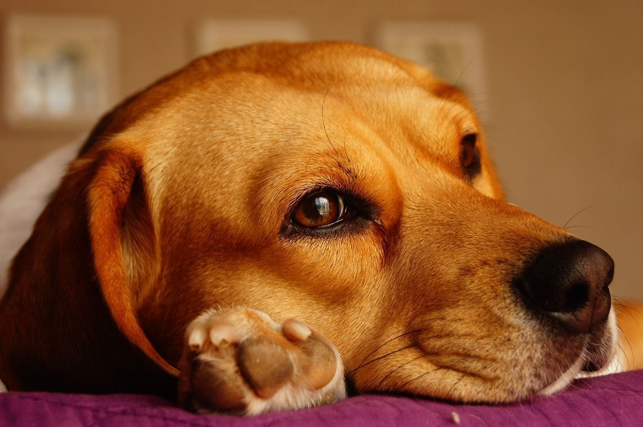 chien beagle brun