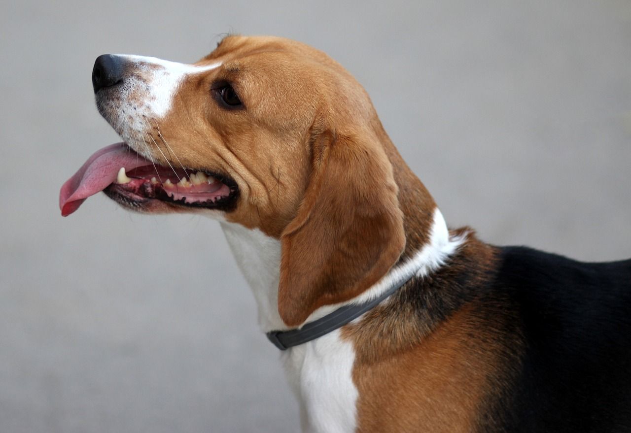 chien Beagle en bonne santé
