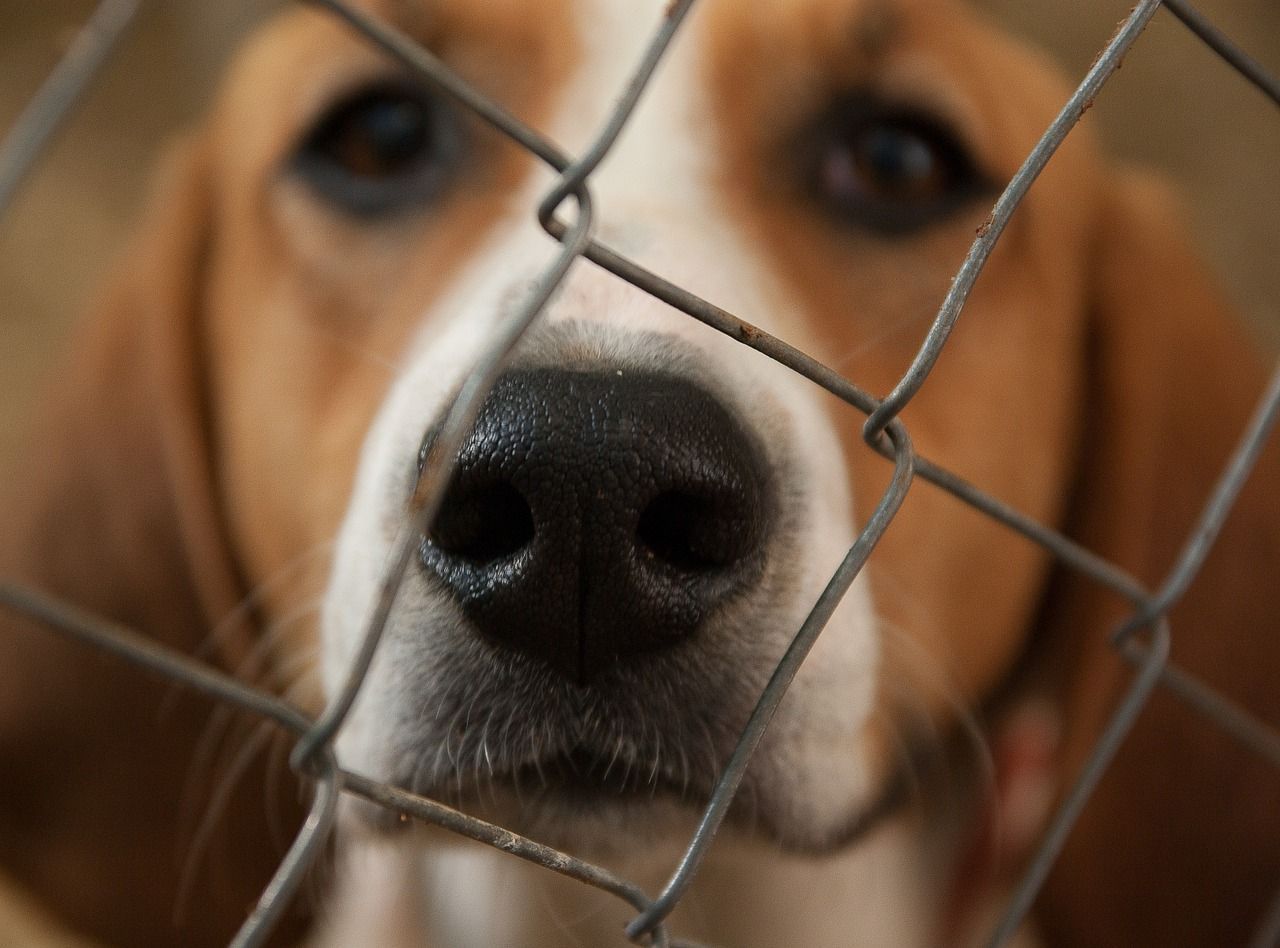 chien Beagle verrouillé