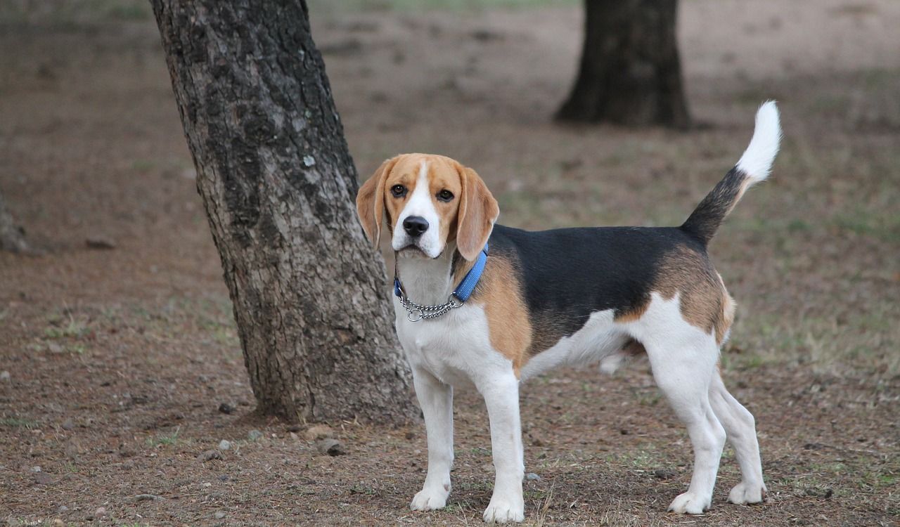 chien beagle blanc