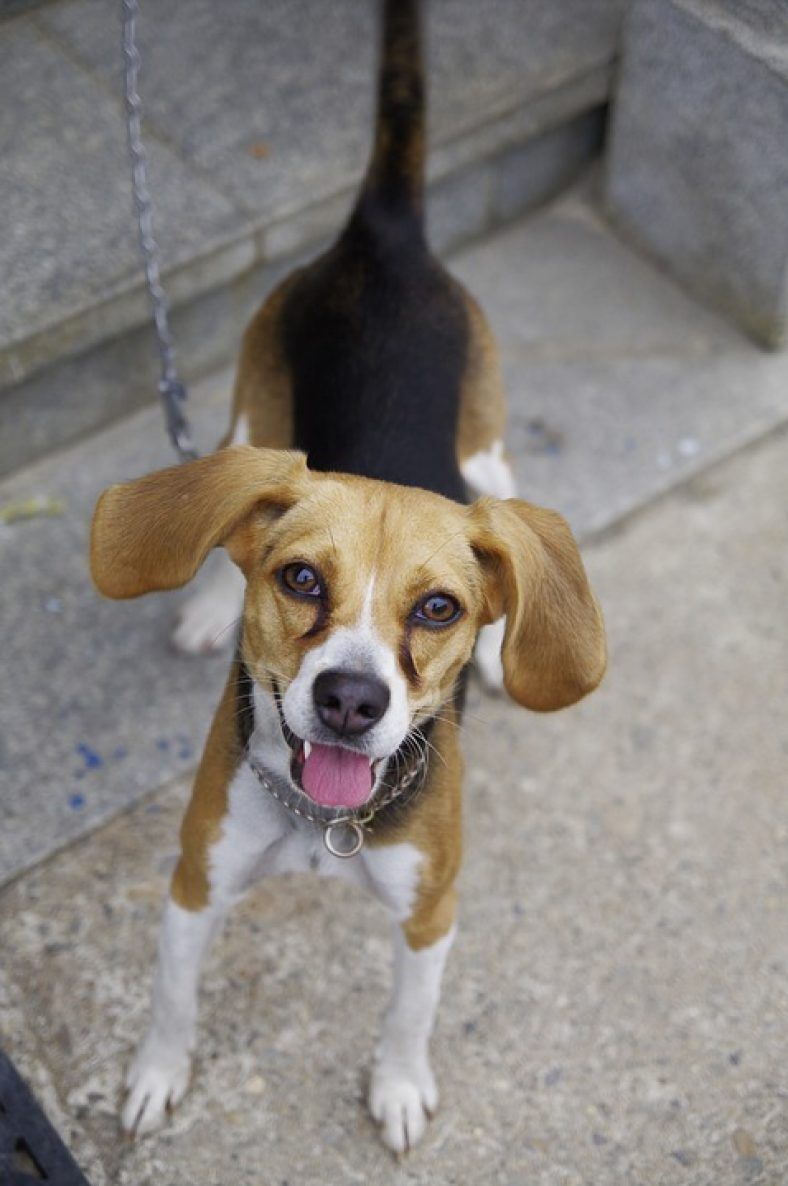 race beagle chiot joyeux