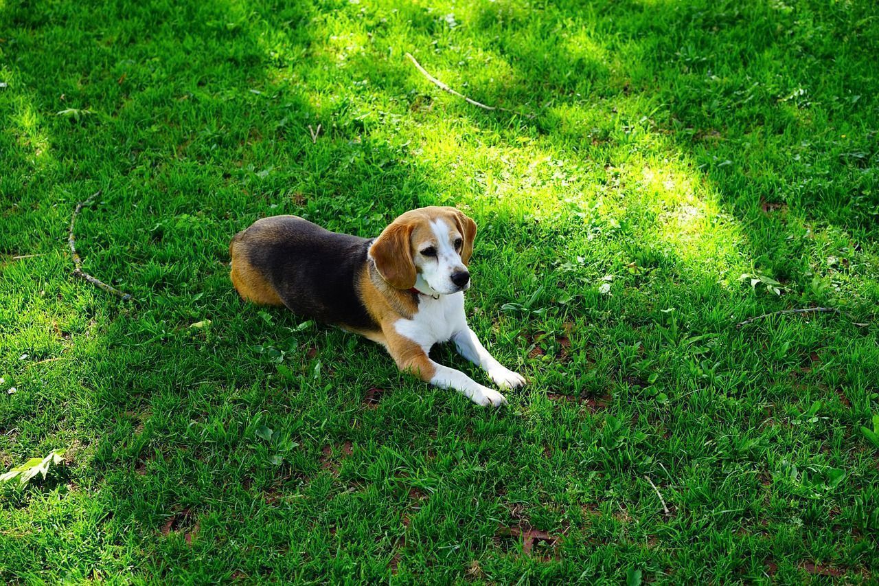 Beagle méditant