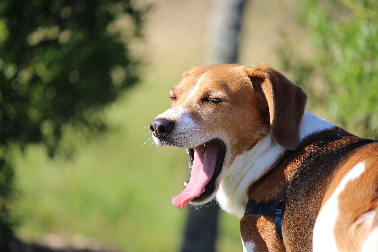 Beagle dormant
