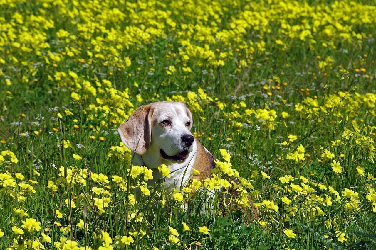 fleurs jaunes Beagle