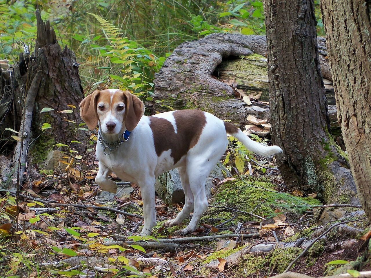 Beagle sur le terrain