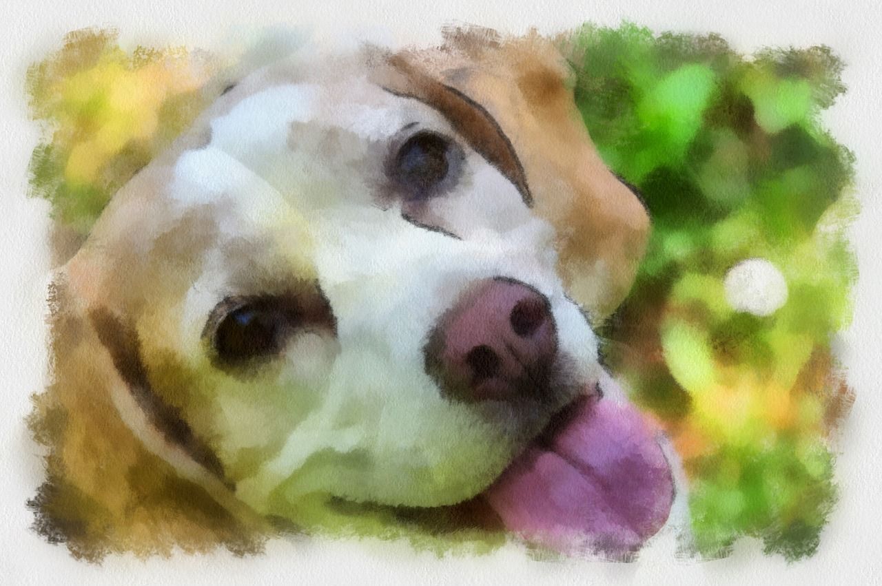 Beagle qui sort sa photo de la langue
