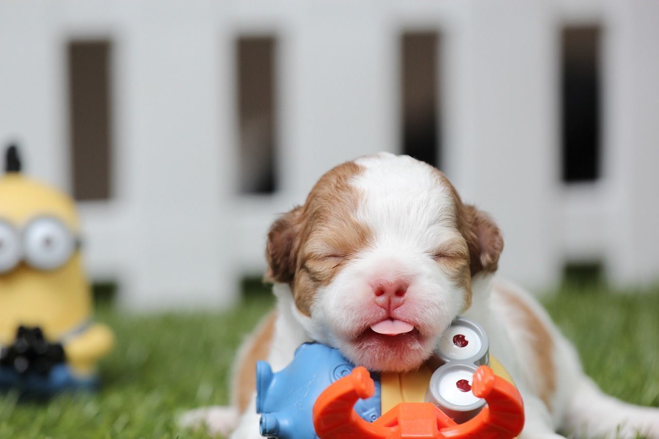 petit chihuahua