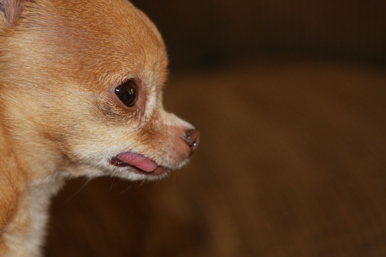 jouet tête chihuahua pomme