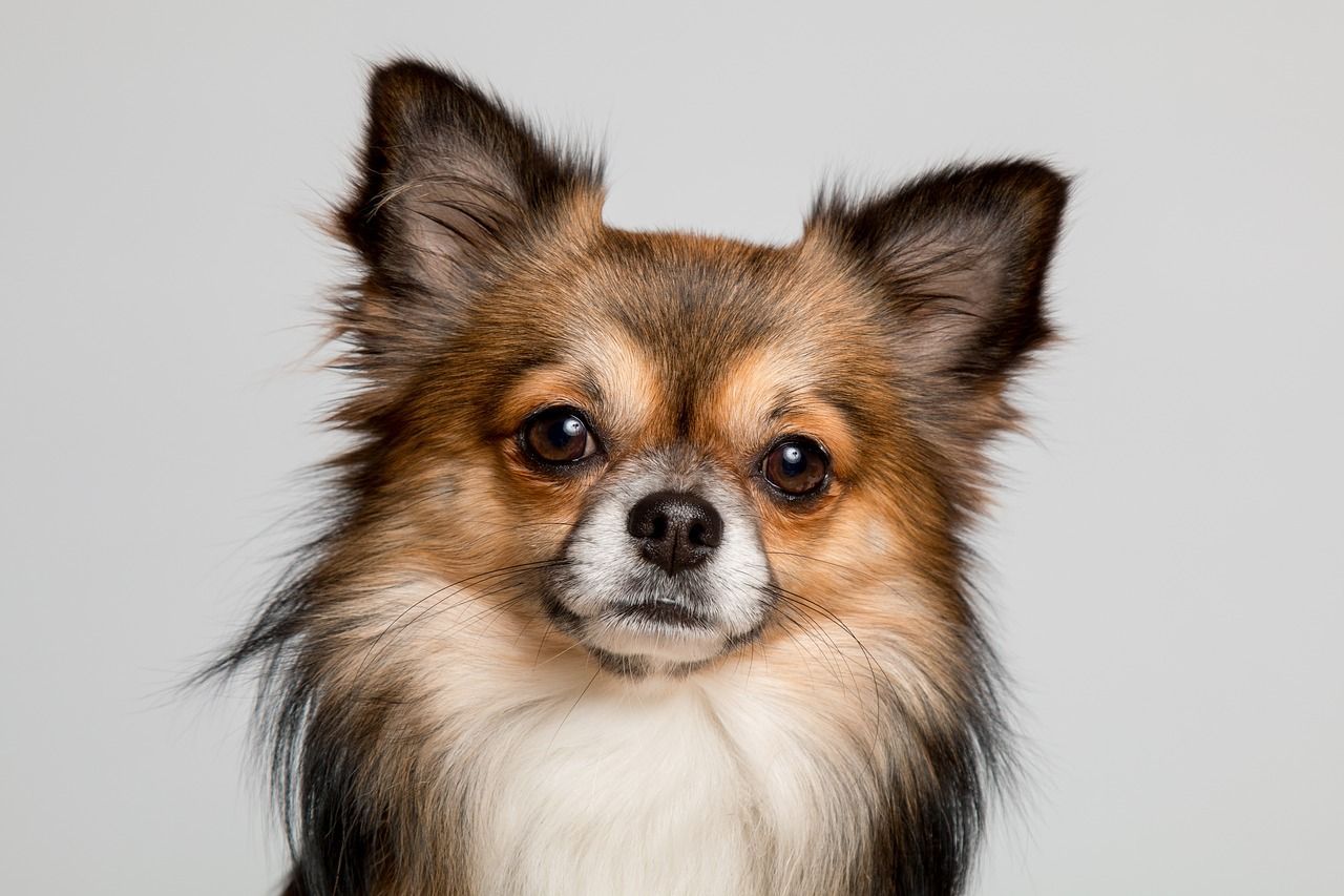 chihuaian aux cheveux longs