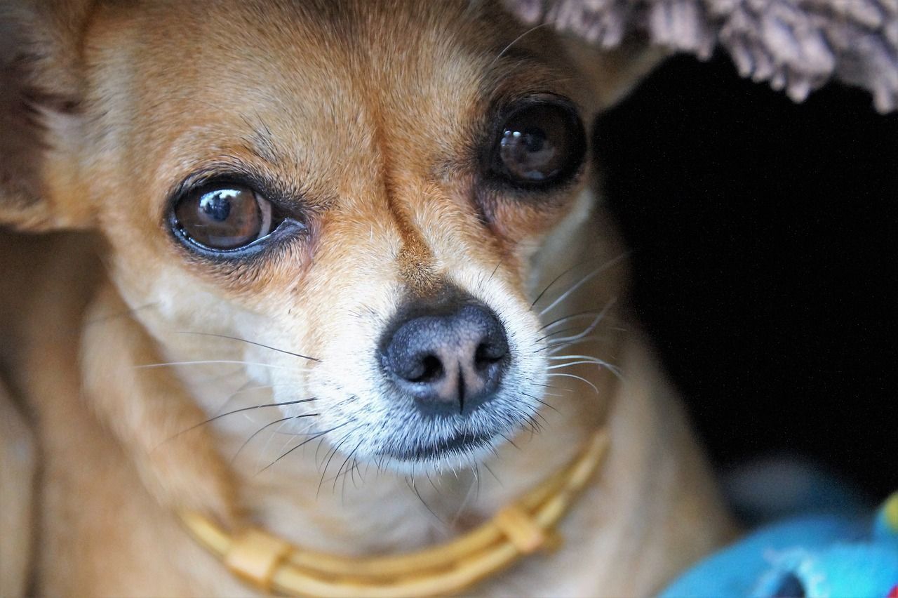 Shorthair chihuahua