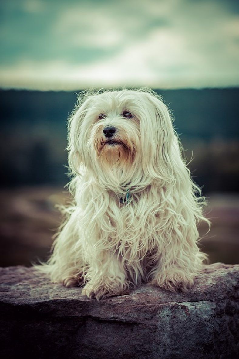 bichon havanais bien sur