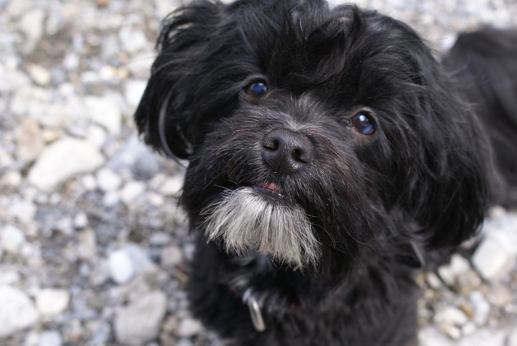 bichon havanais noir