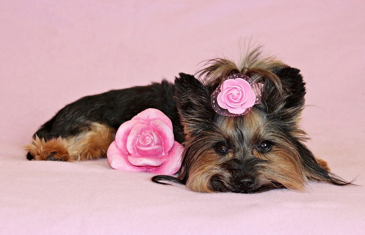 Yorkshire Terrier fleuri mini.