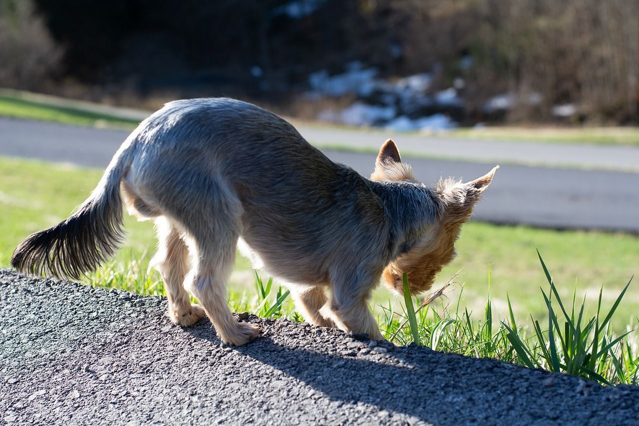 Yorkshire Terrier bleuĂątre.