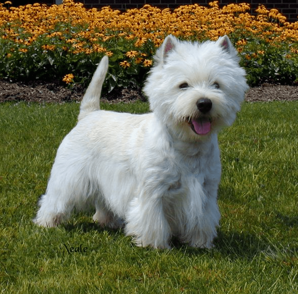 Yorkshire terrier blanc.