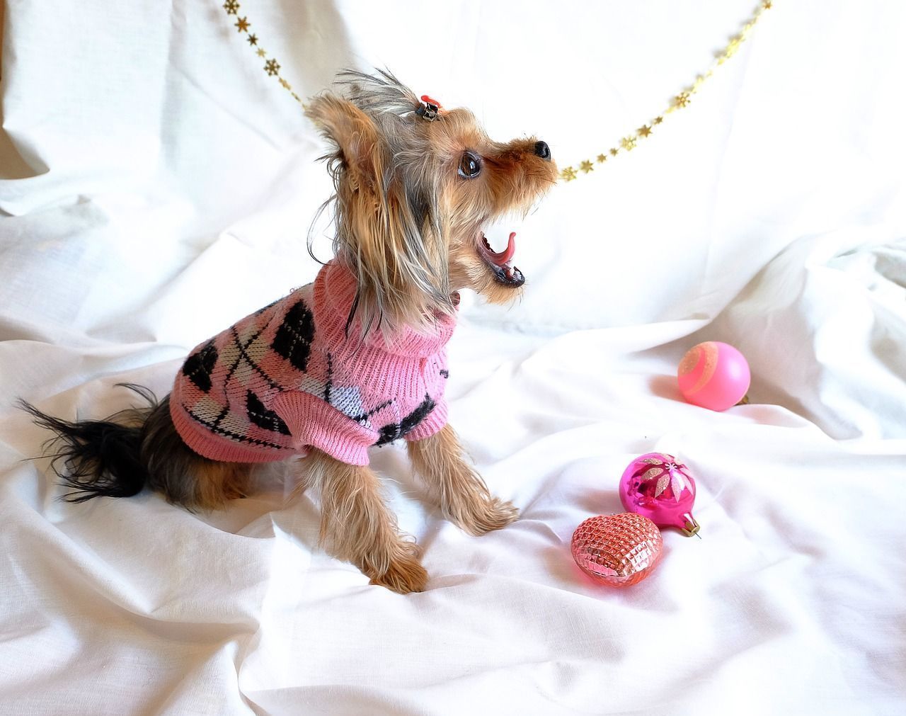 Chiot Yorkshire Terrier.