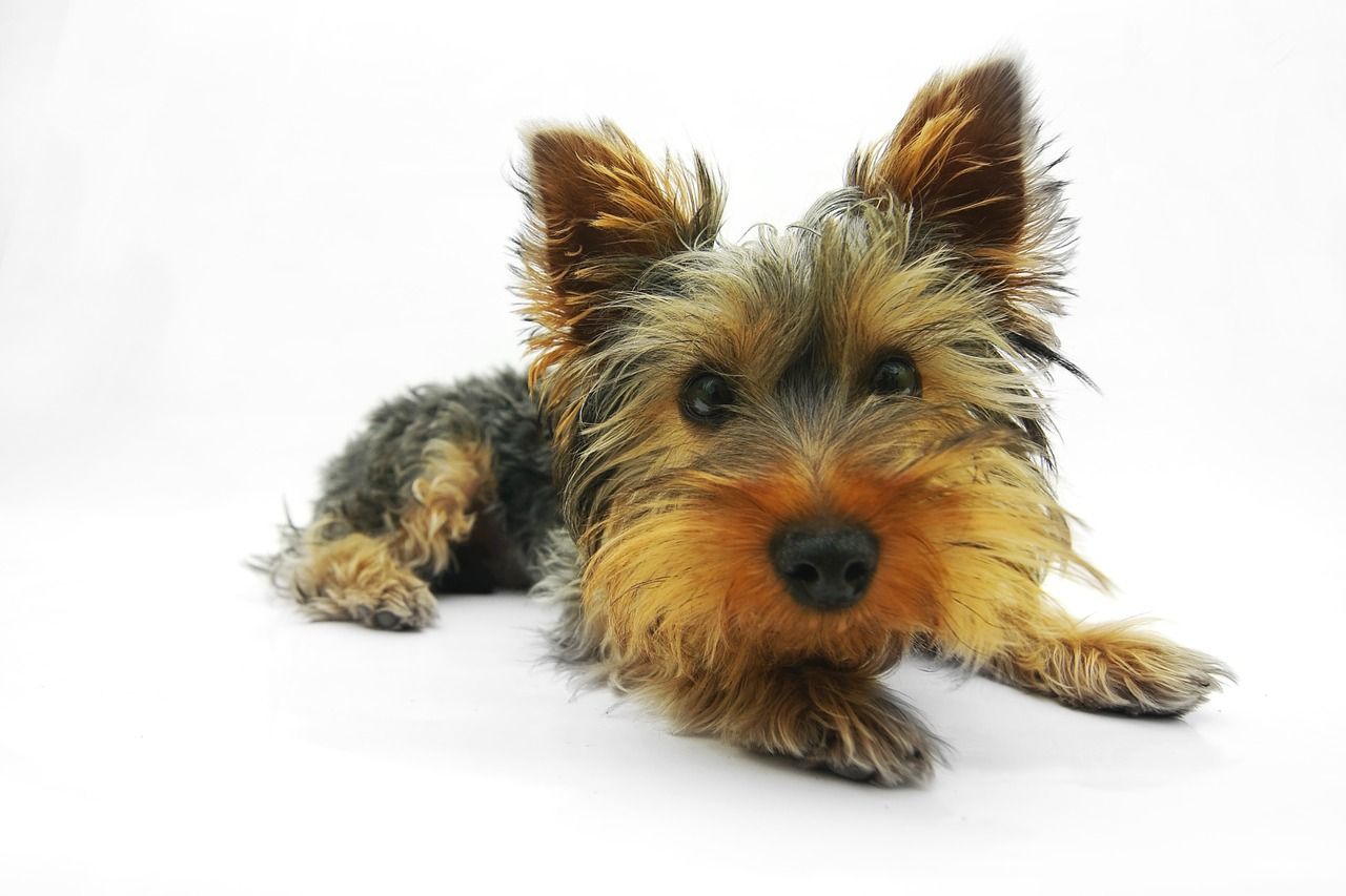 Yorkshire Terrier mini chocolat ou marron.