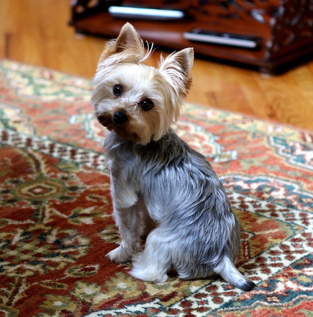 yorkshire terrier mini argent