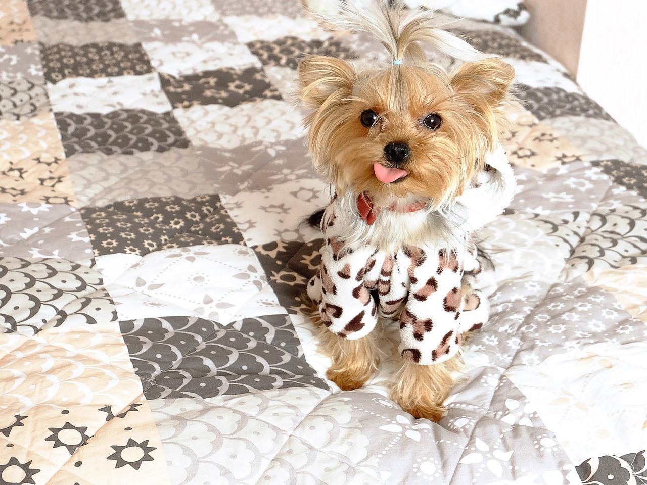 Yorkshire Terrier mini baigné et peigné.
