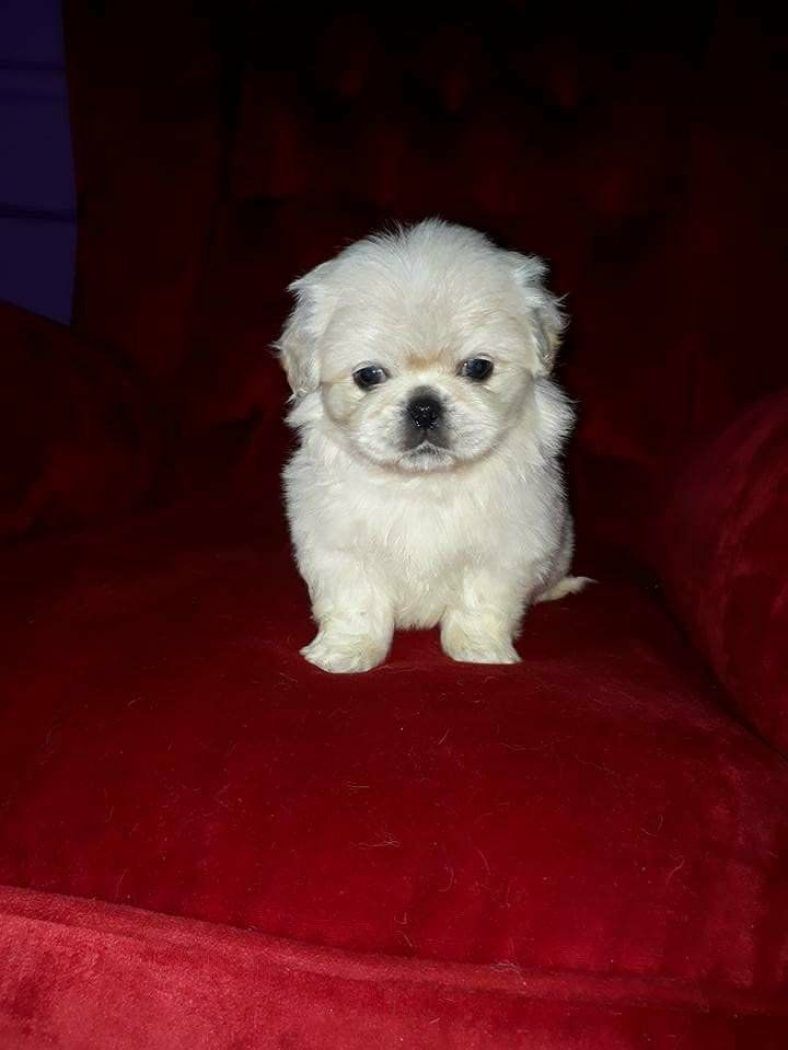 chien pekingese blanc