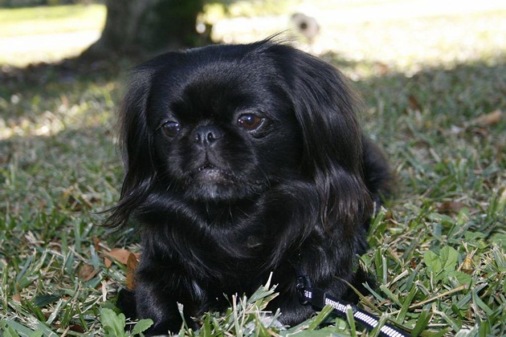 jet pequines