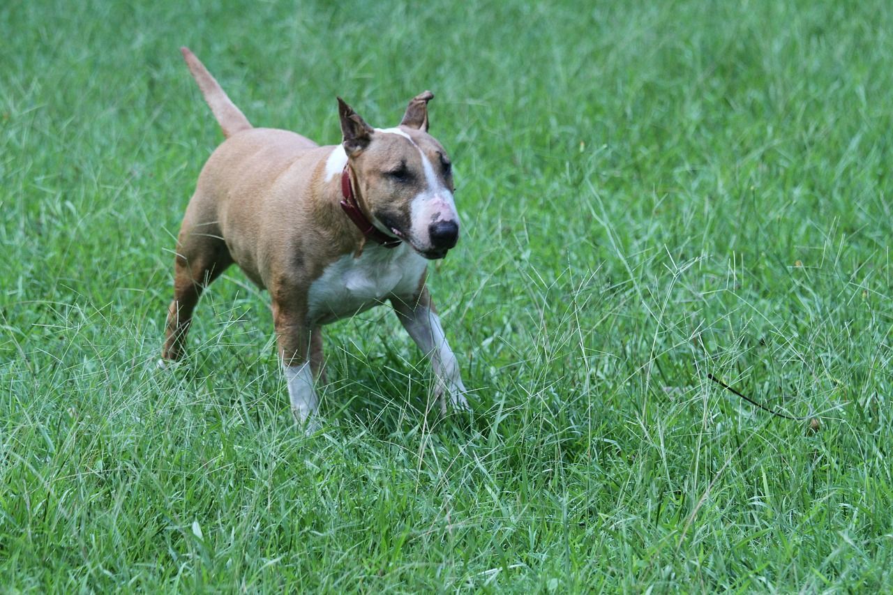 Bull terrier miniature blanc et rouge