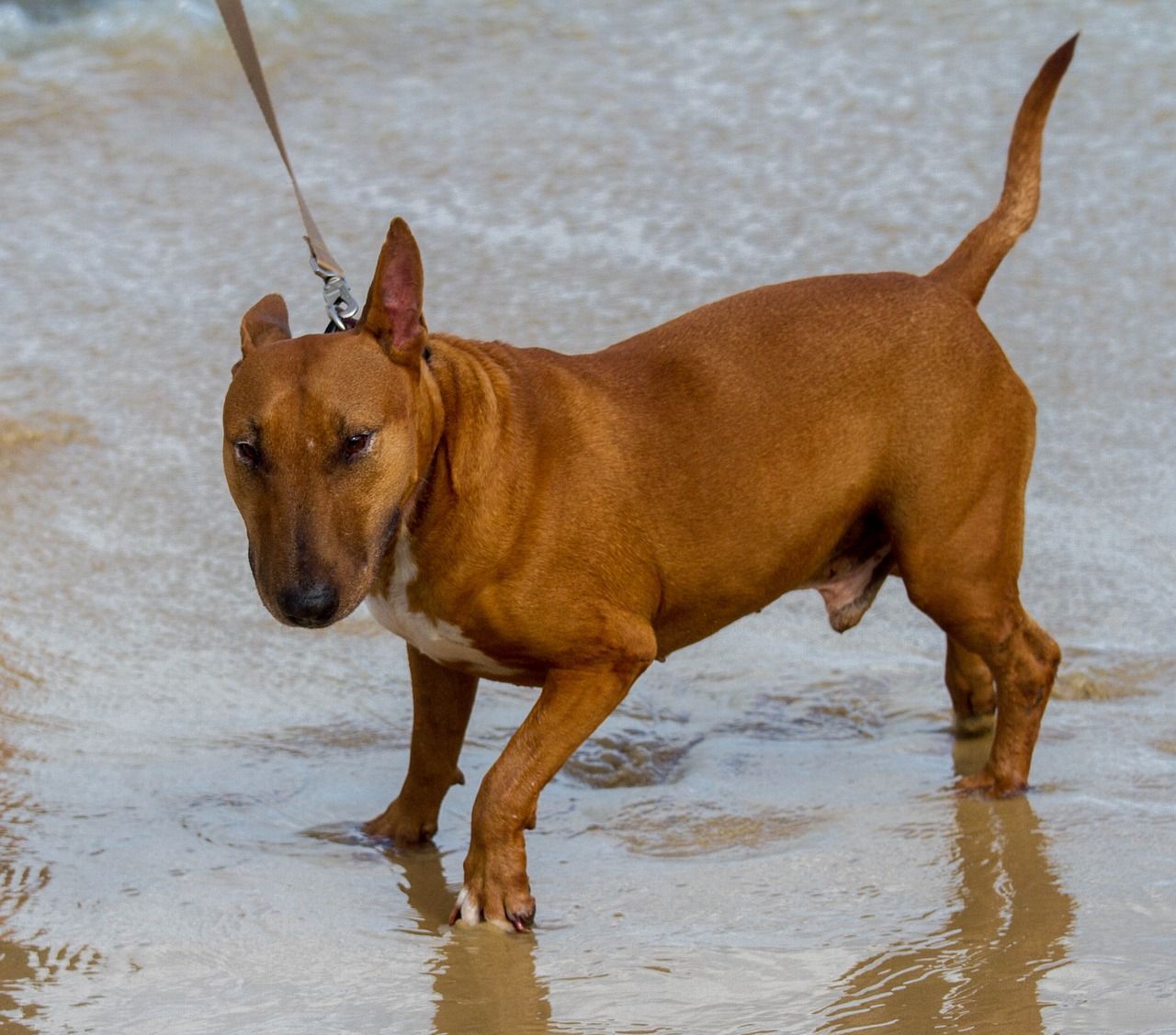 Chiot miniature Bull Terrier.