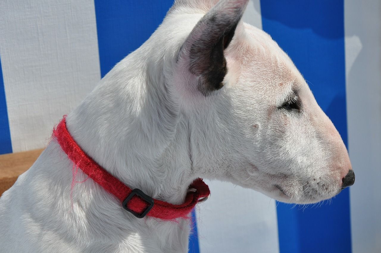 tĂȘte miniature bull terrier