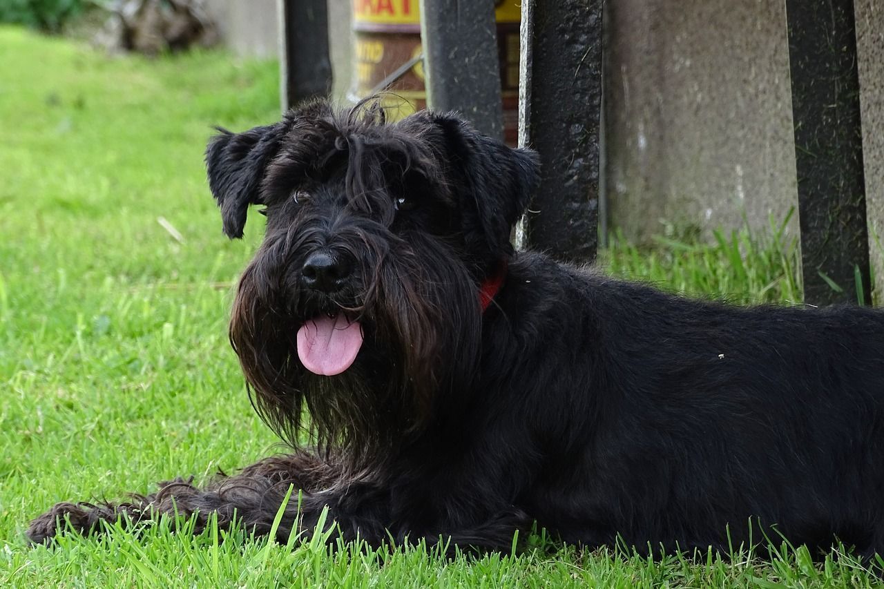 Schnauzer mini langue.