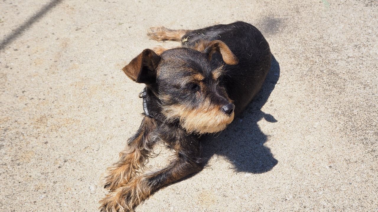 Schnauzer mini soleil.