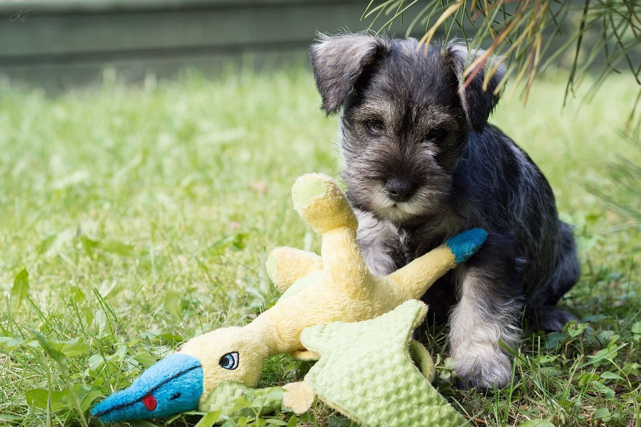 bébé schnauzer