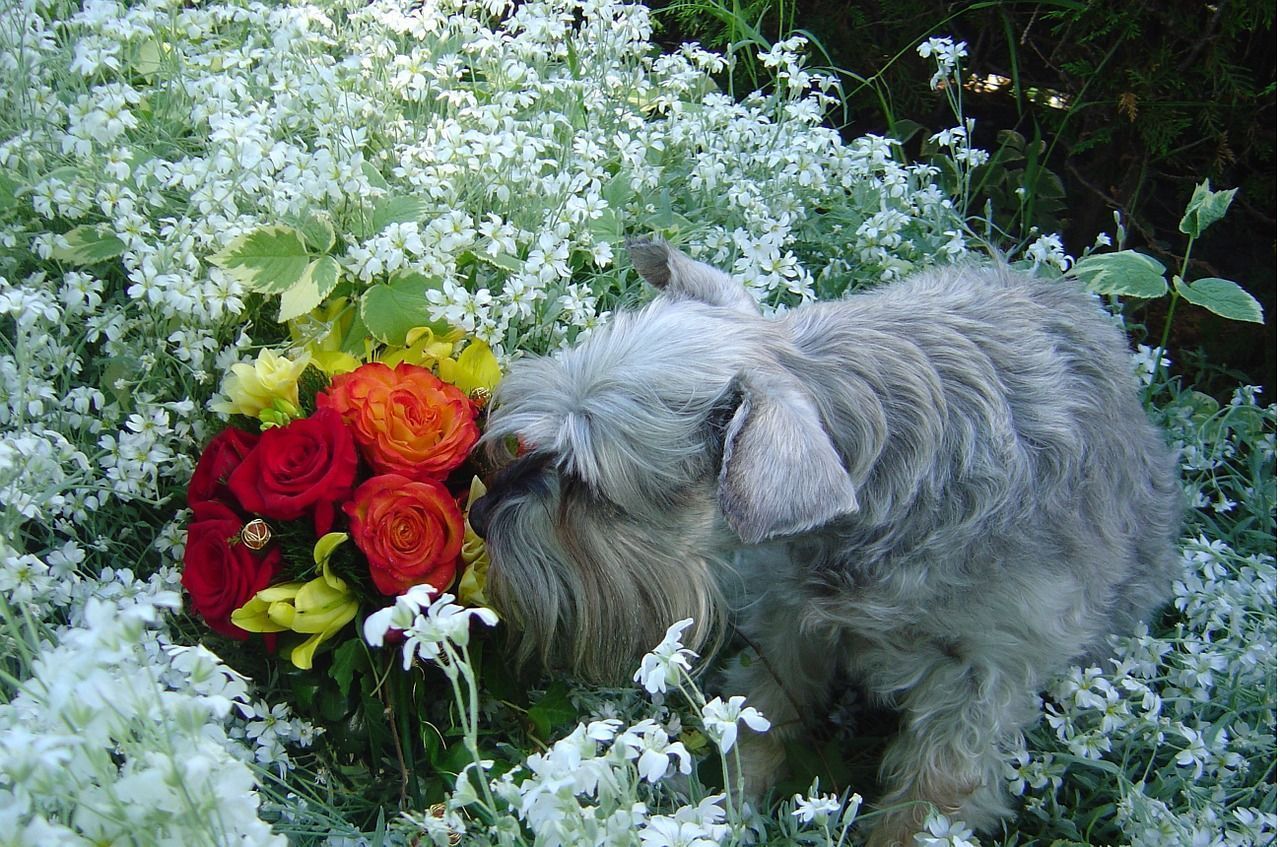 Mini schnauzer gris