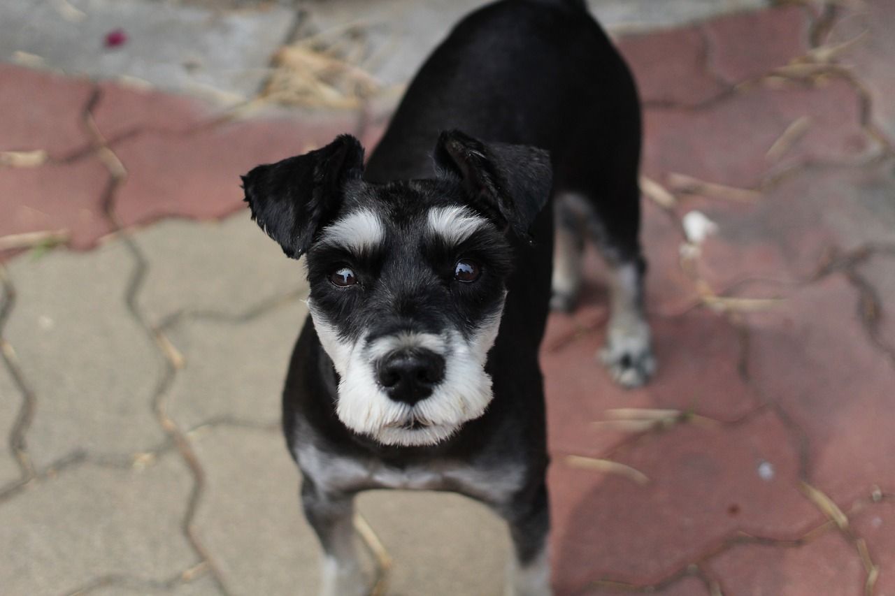 schnauzer noir et argent