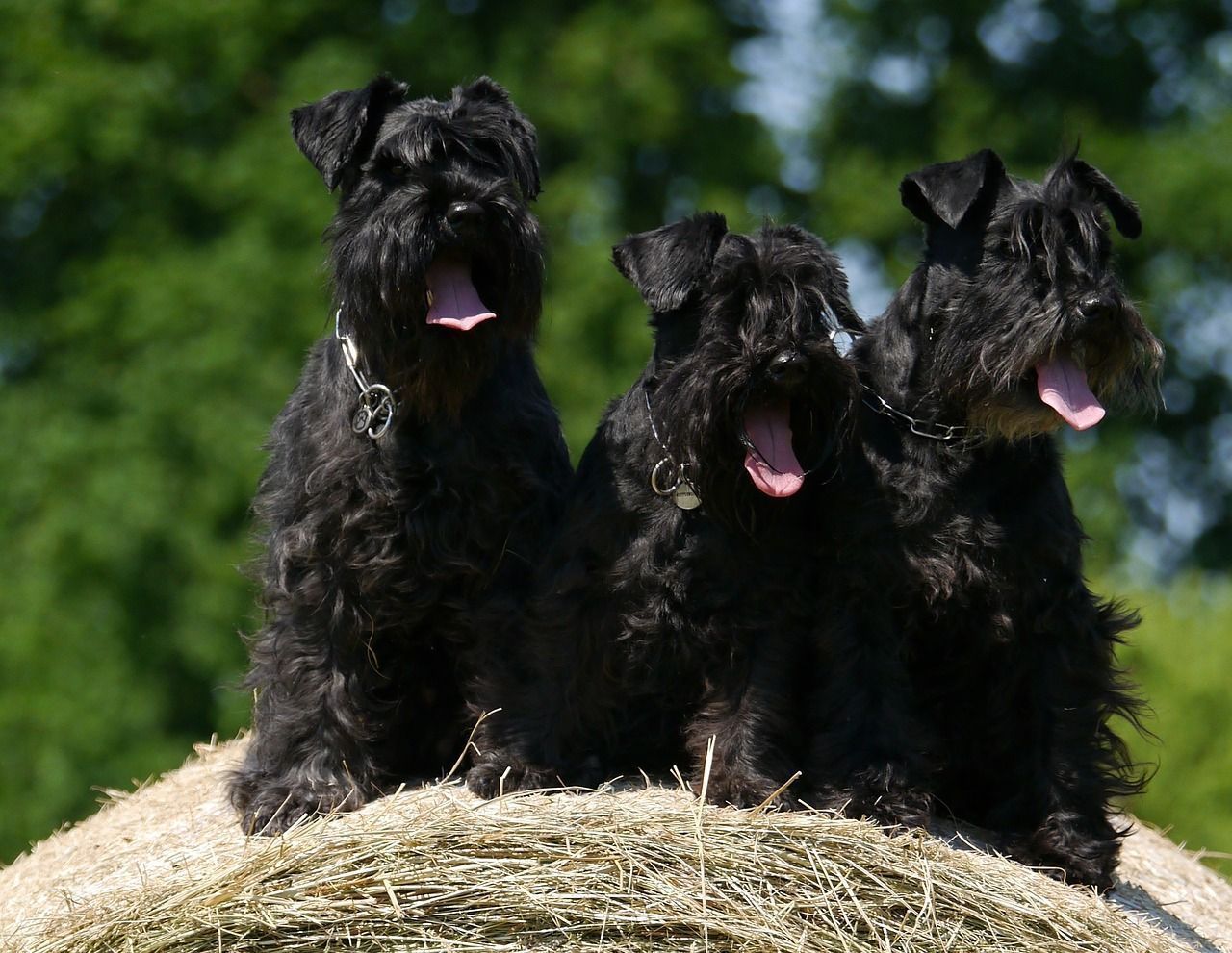 jet schnauzer