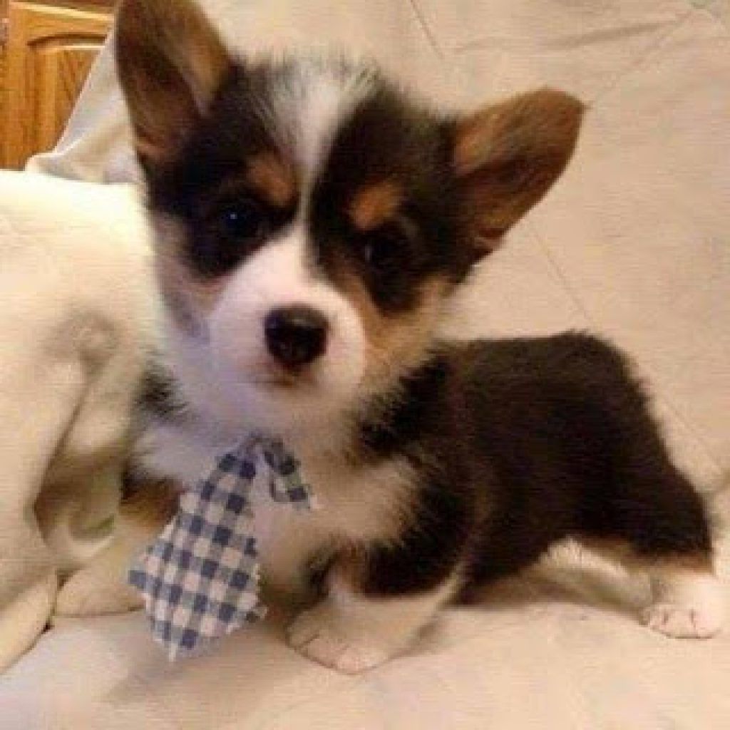 corgi grillé et gazéifié