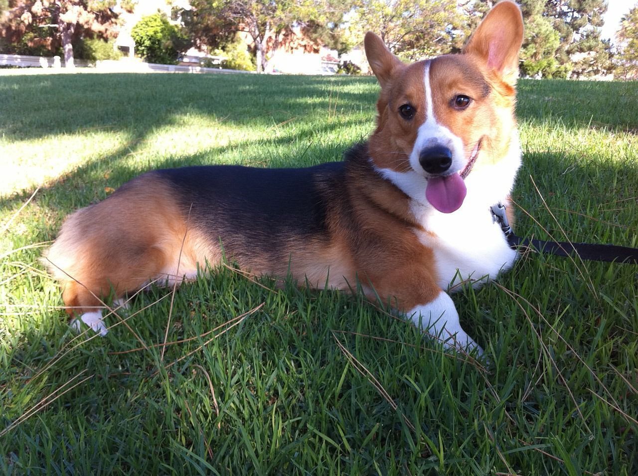 Corgi noir et feu.