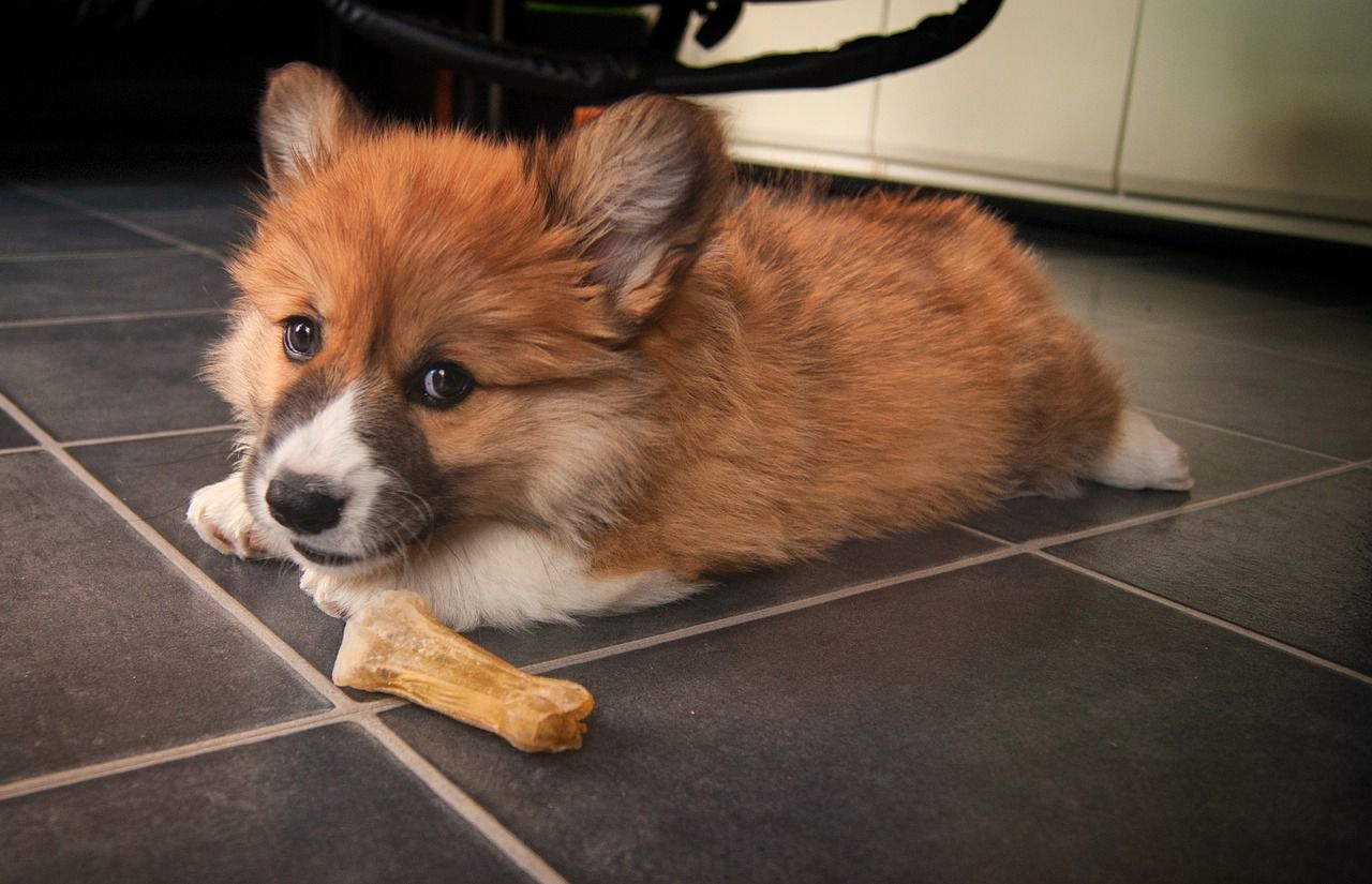 corgi rouge
