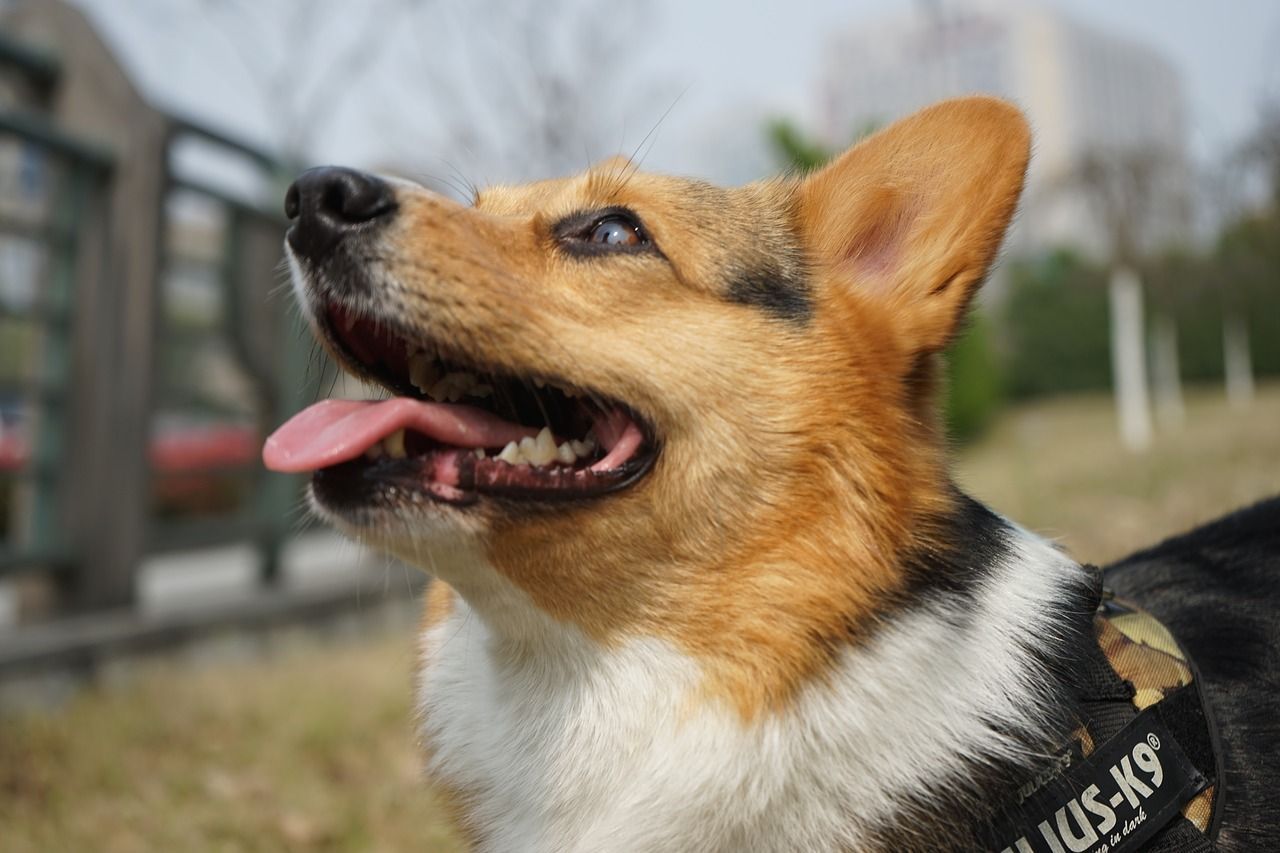 soins chien corgi
