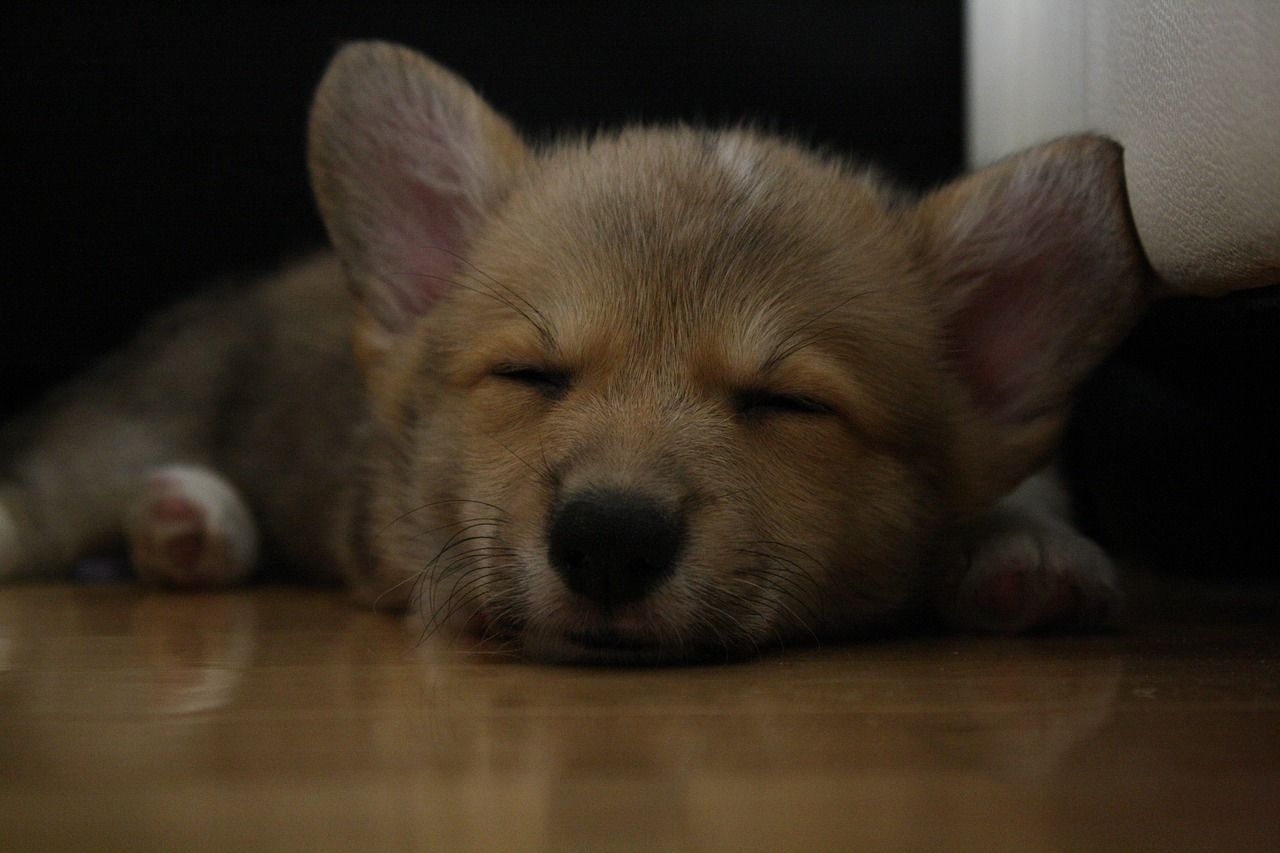 Chiot corgi endormi