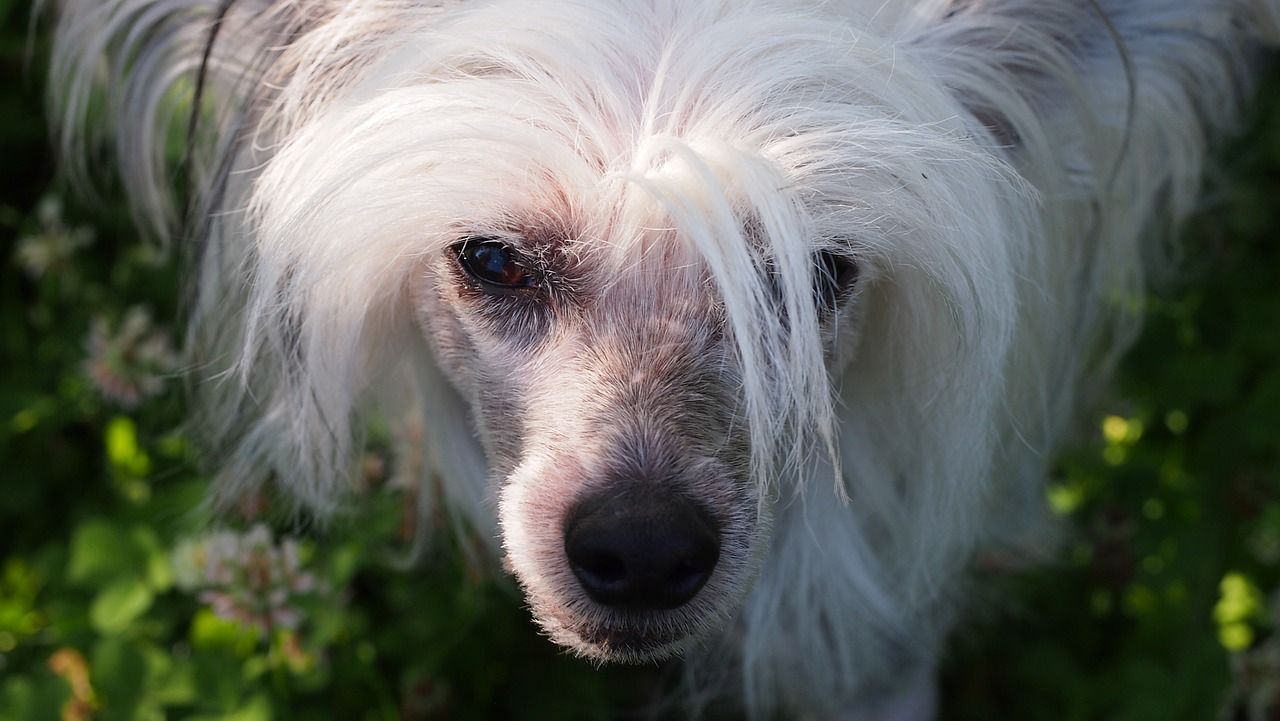 Chinois Ă crĂȘte avec des cheveux