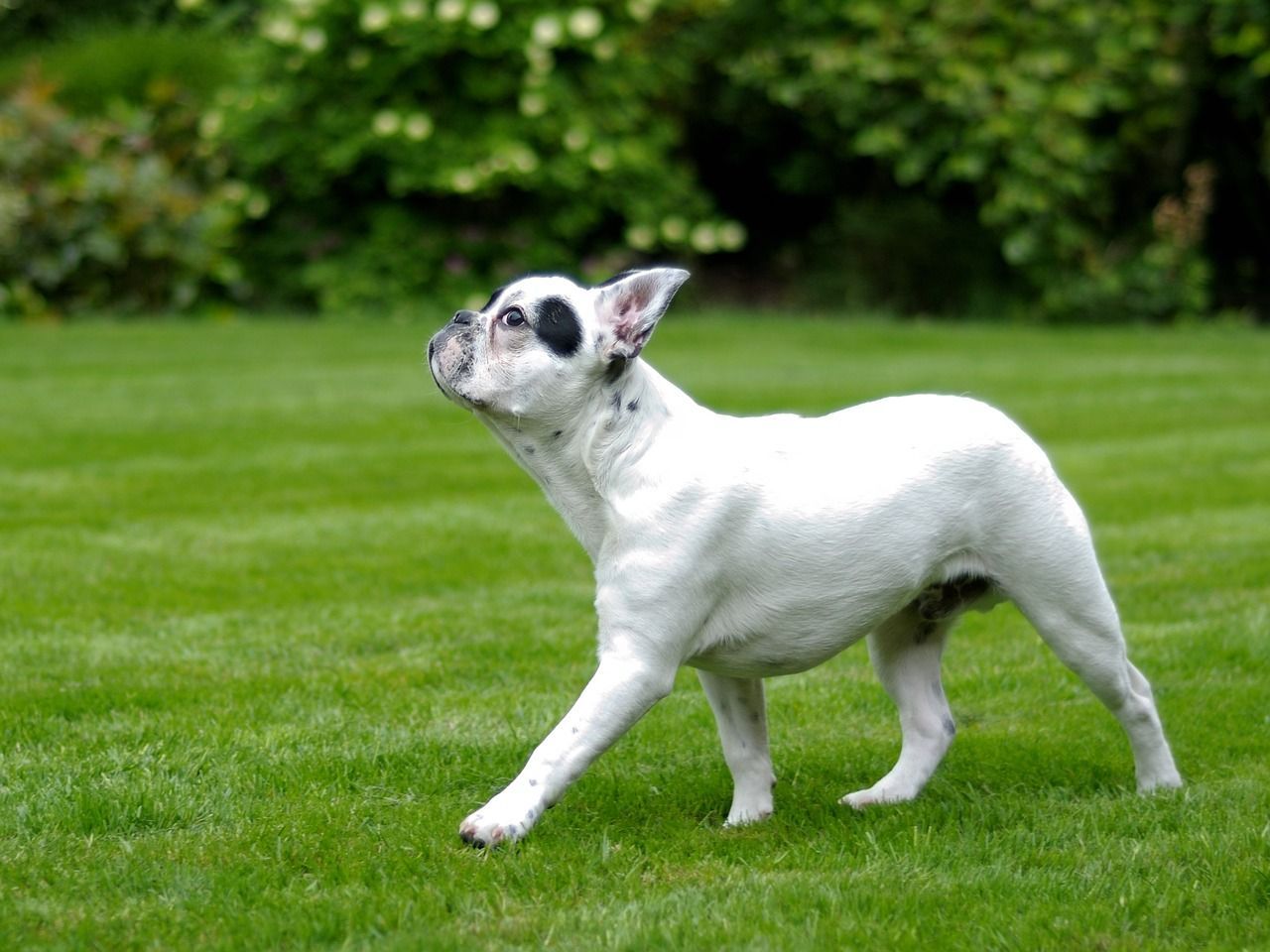 frenchie blanche