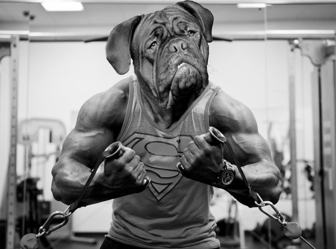gymnase bouledogue français