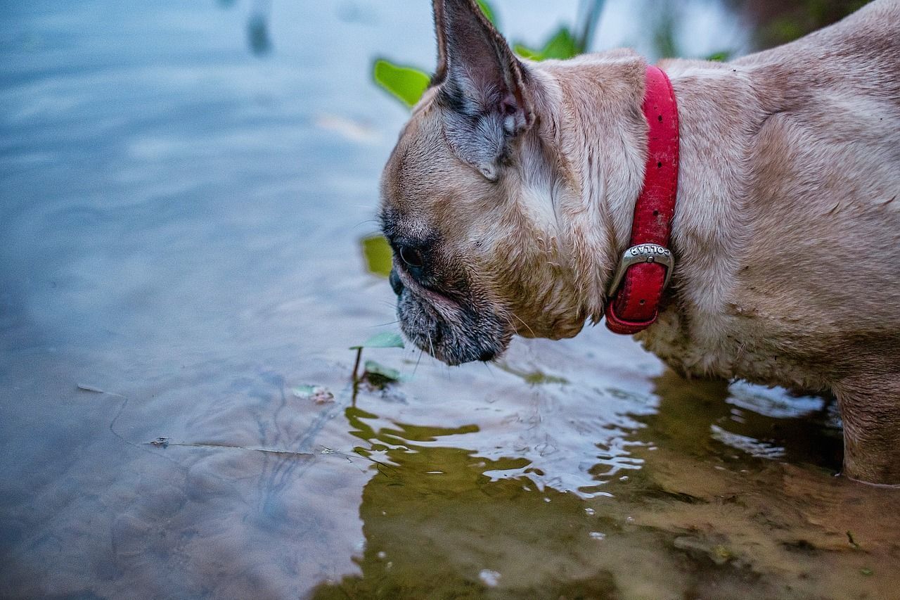 faon frenchie