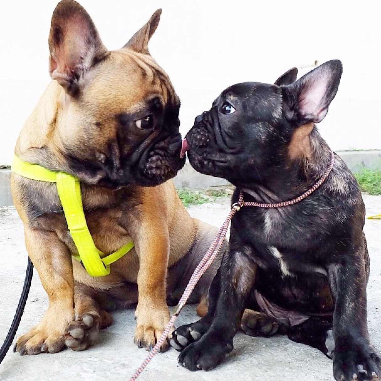 frenchie repéré